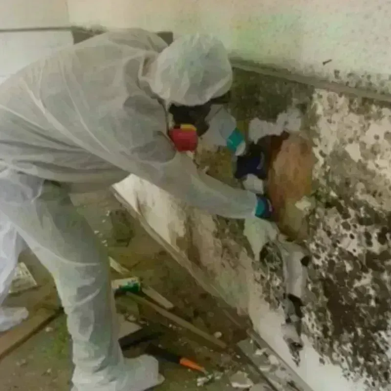 Best Mold Remediation and Removal Service in Bangor Trident Base, WA